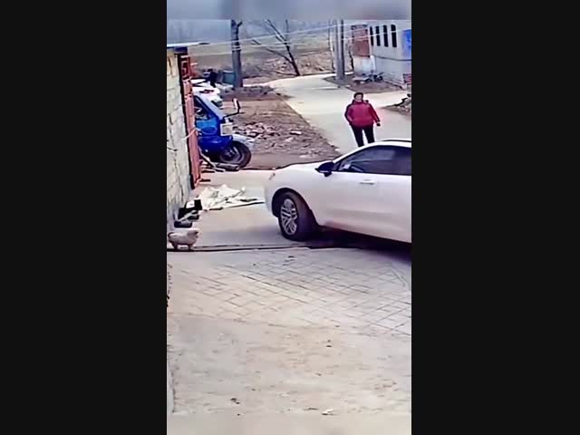 Собачья катапульта