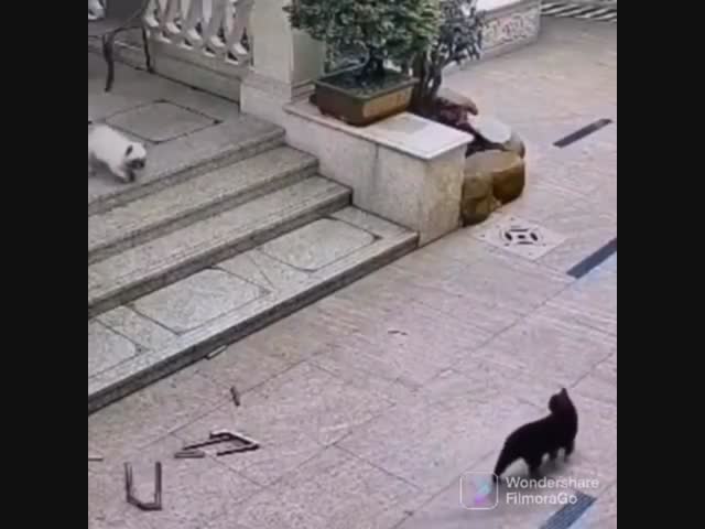 Кинулся в атаку на кота, но перевернулся и не смог подняться