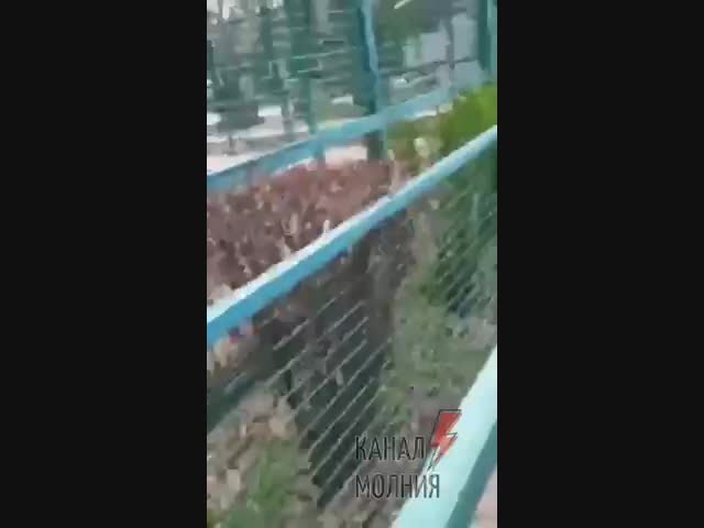 Эвакуация белого тигра из харьковского зоопарка