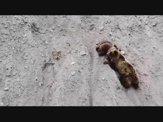 Трогательная забота медведицы