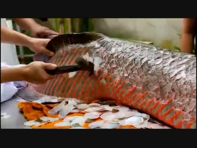 У Арапаймы чешуя как броня