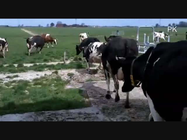 Коров выпустили на поле, после пятимесячного пребывания в сарае