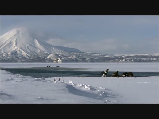 Орлы Камчатки