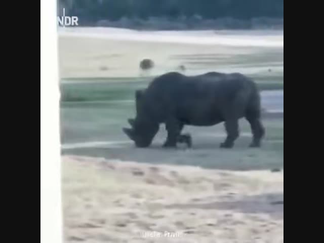 Носороги не любят незваных гостей