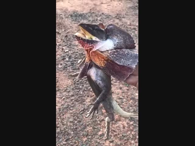 Нападаем, нет убегаем⁠⁠