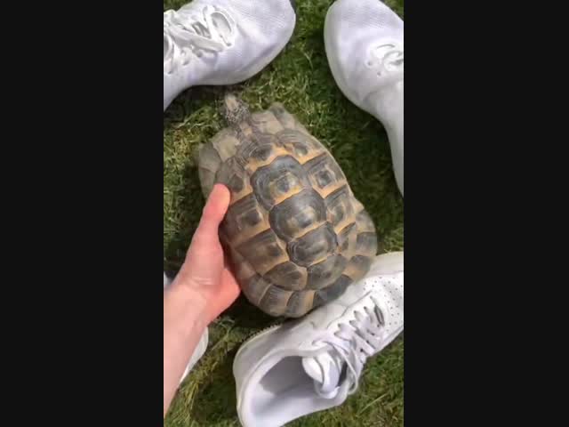 Агрессивная черепаха
