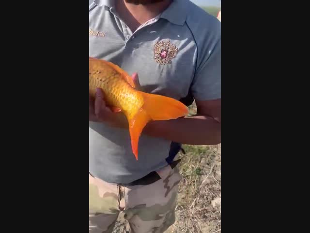 В Астрахани поймали золотую рыбку
