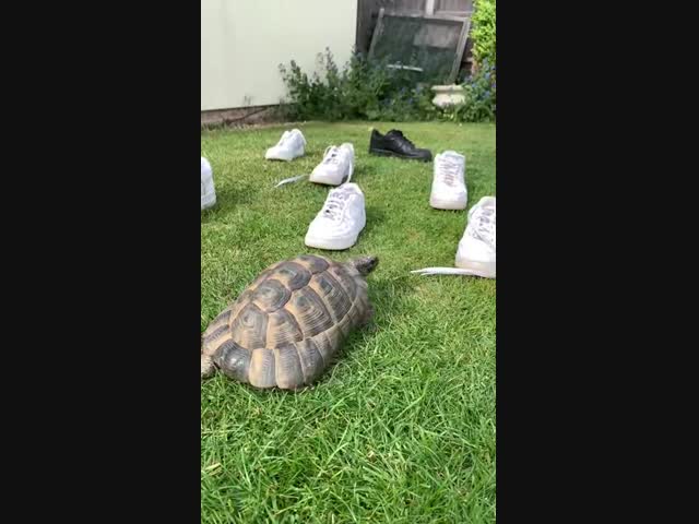 Нашёл достойного соперника