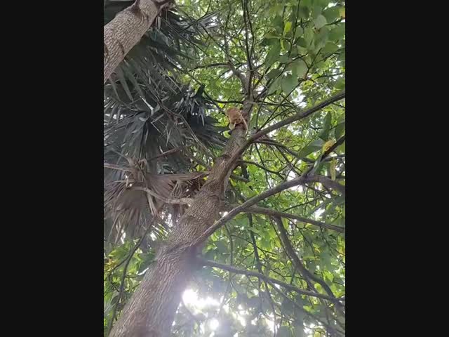 Рысь в теле кошки