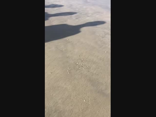 Откуда взялись эти крабики?