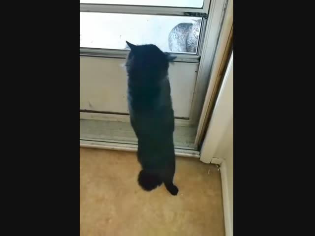 Домашний кот испугался дикой рыси