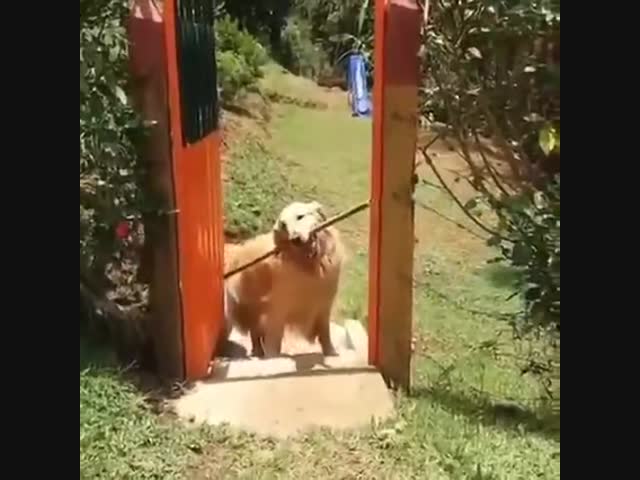 Собакен решил сложную задачу