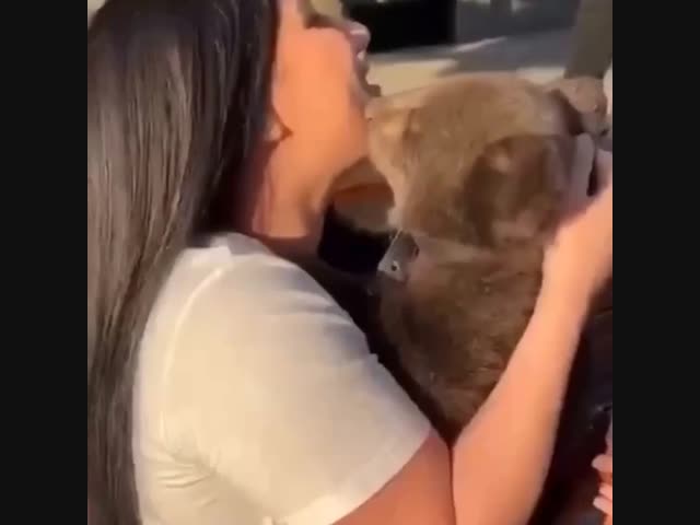 Никогда не расслабляйся с дикими животными, какими бы милыми и пушистыми они не были