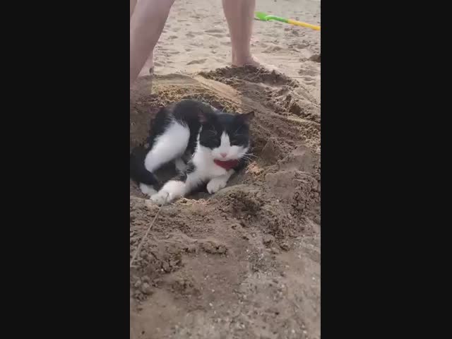 Кот спасается от жары под песком