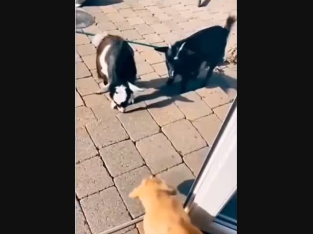 - Папа, на меня нападают!