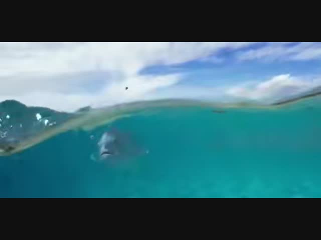 Подводный охотник на птиц