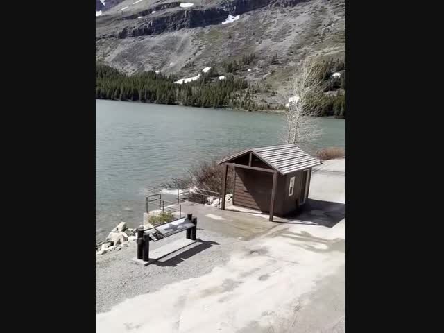 Лось погнался за медведем-гризли