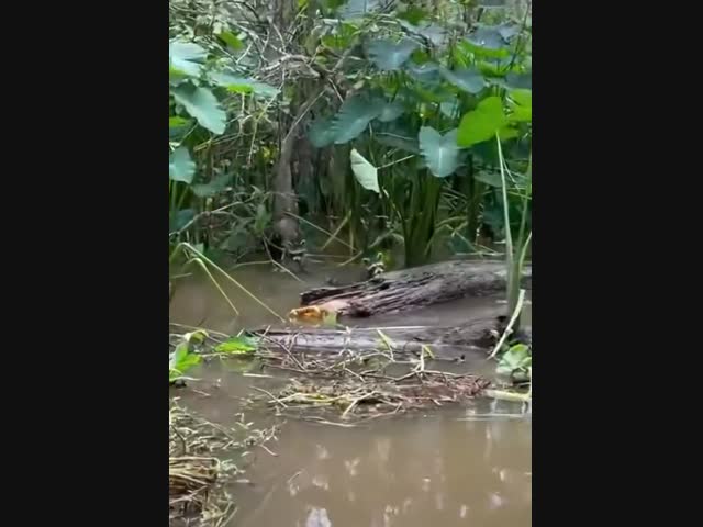 -Осторожно, аллигатор! Аллигатор рядом!