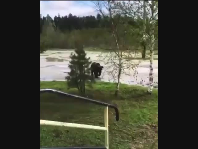 Мишка на Севере