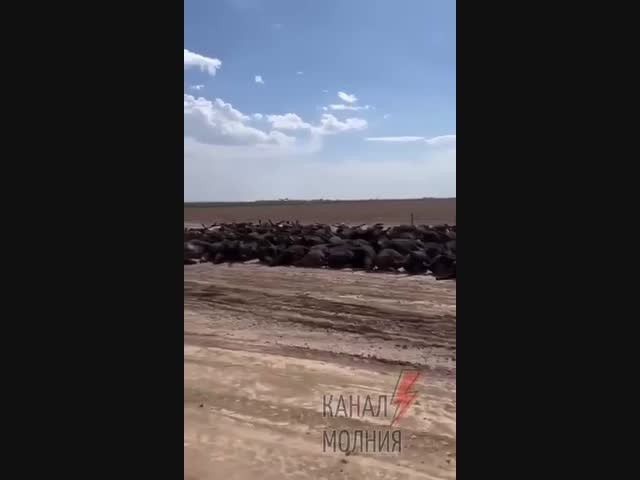 Аномальная жара и влажность убили 2 тысячи коров в Канзасе