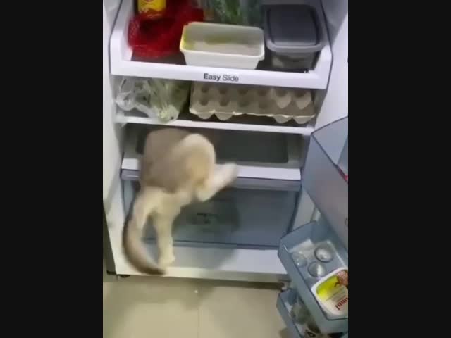 Собакен спасается от жары в холодильнике