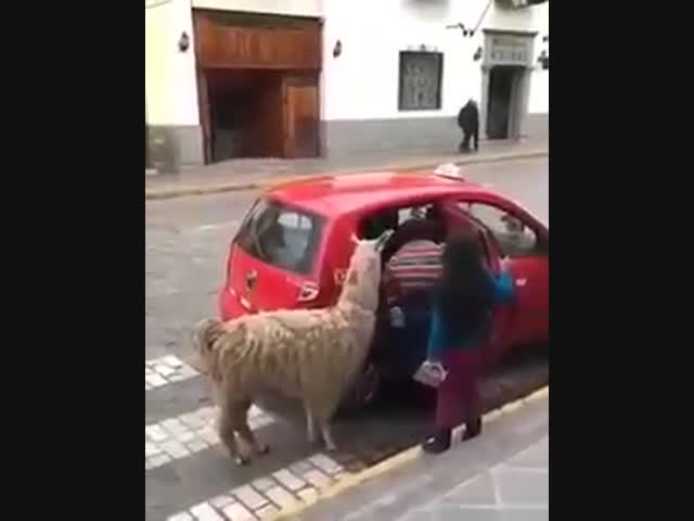 Такси заказывали?