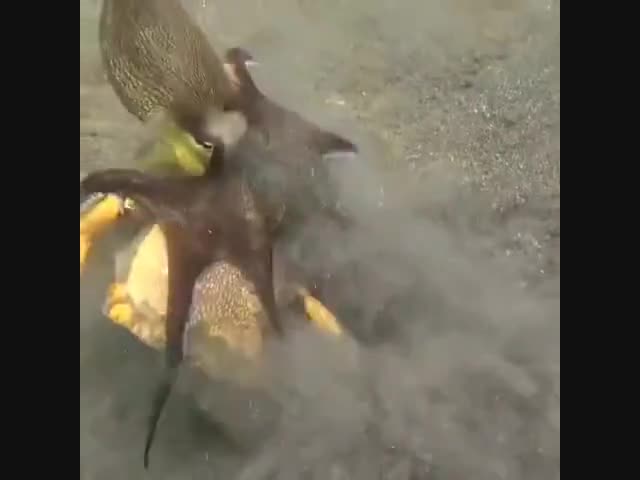 Любимое лакомство осьминога