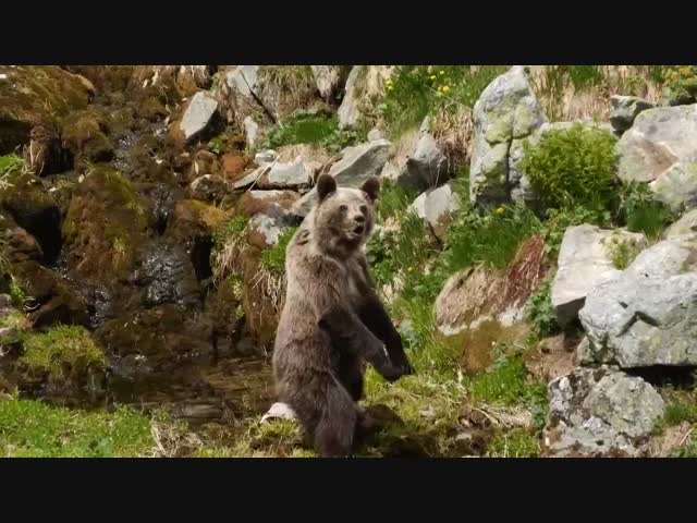 Нападение медведя