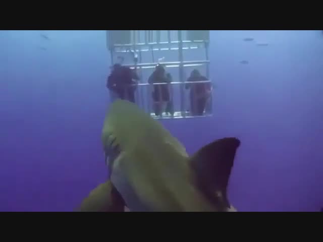 Акула нагадила на туристов