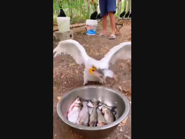 Голодный баклан