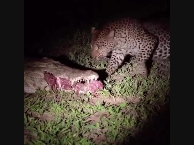Леопард eст мясо прямо из пасти крокодила