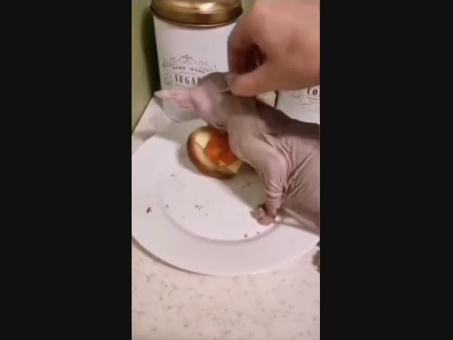 Красиво жить не запретишь