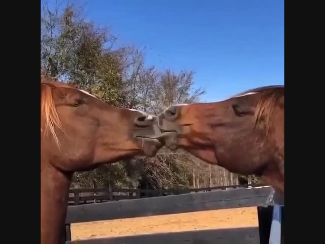 Лошадки тоже любят целовашки