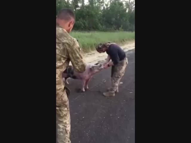 Бездомный хряк хочет пить