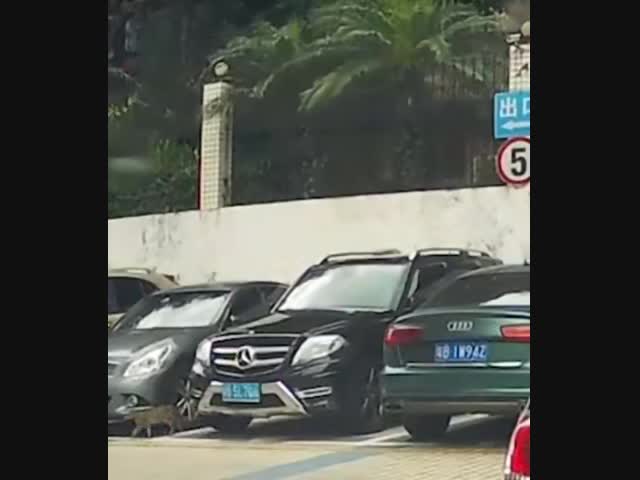 У китайской кошки не получилось