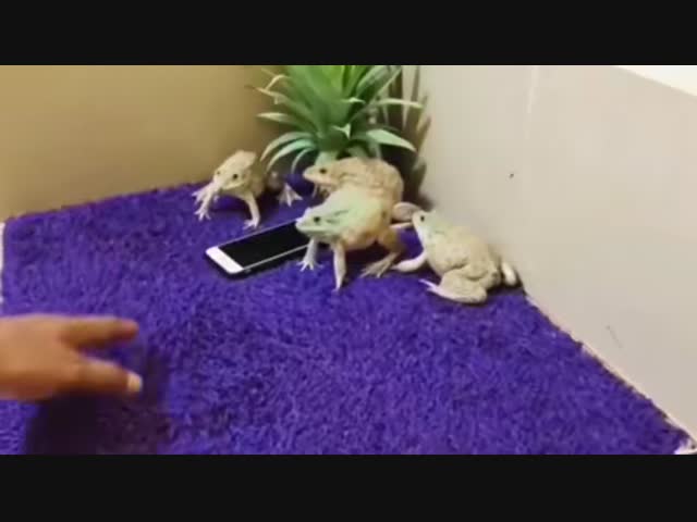 Боевые жабы