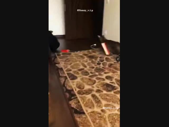 Смешные кошки