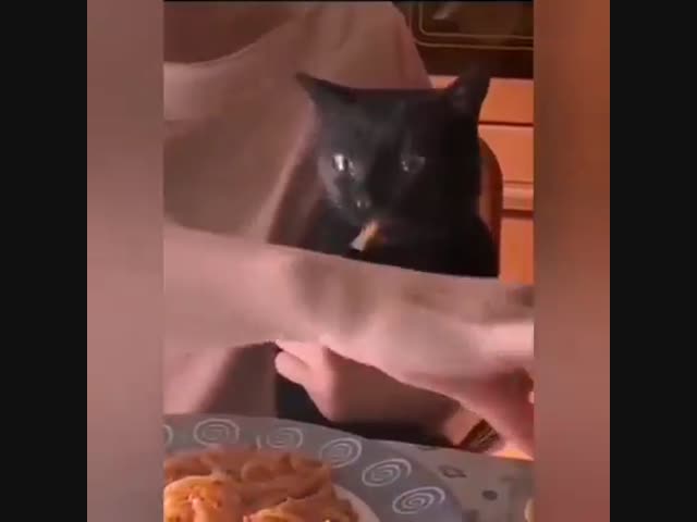 Кот - Шпагетто глот