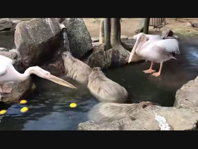 Голодные пеликаны пытаются пообедать копибарами