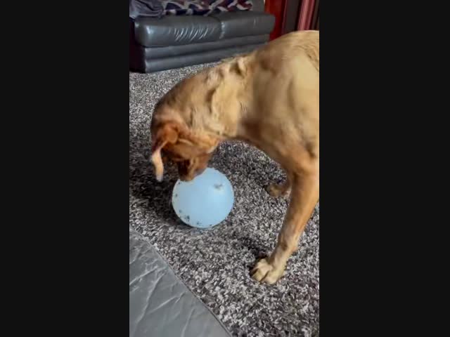 Я у мамы дурачок