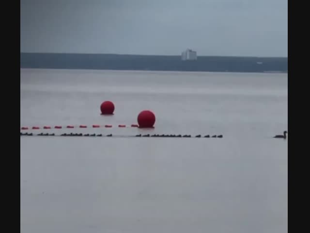 Утиную мать-героиню и ее выводок заметили в Сестрорецке