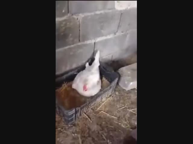 Необычные цыплята у курицы