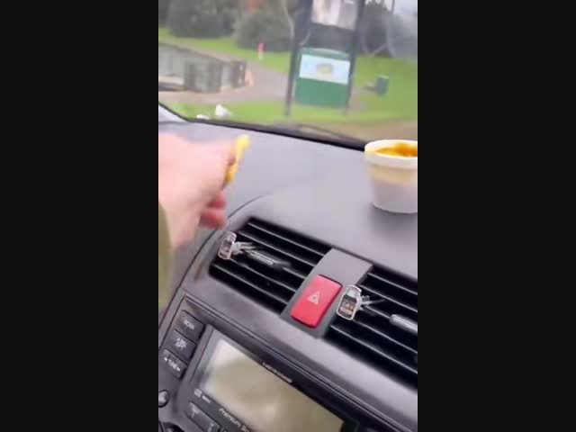 Глупые чайки