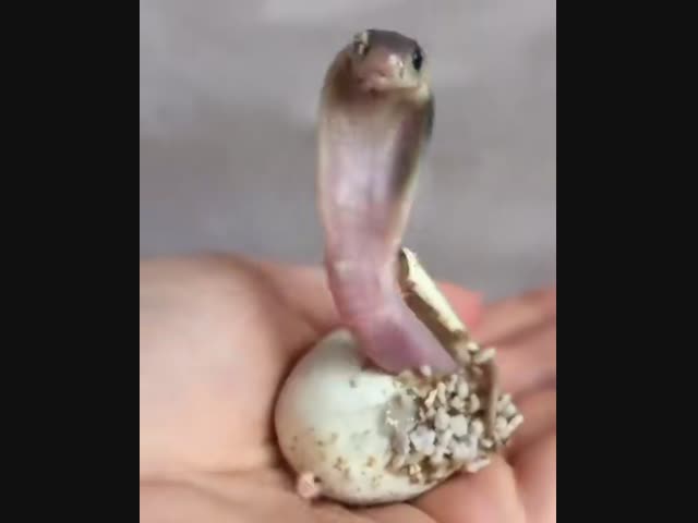 Новорождённая кобра