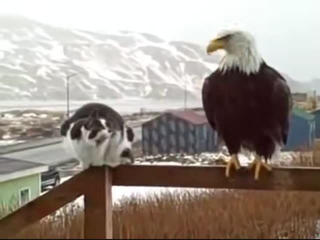 Бесстрашный котофей