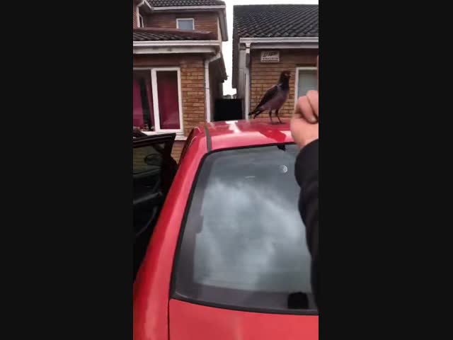 Водитель и ворона