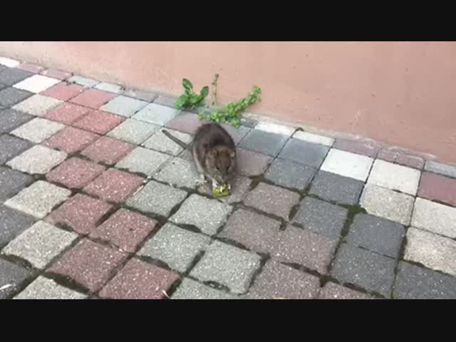 -Что это за чудо?