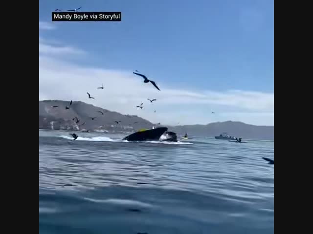 Голубой кит чуть не проглотил человека вместе с лодкой
