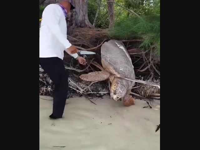Спасение гигантской черепахи в Гондурасе