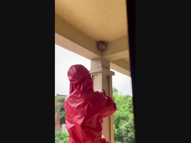 Истребитель ос